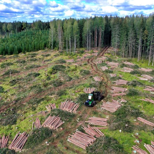 forestry-6596153_1280